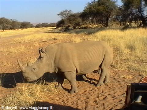 White rhino walking on red sandy soil among dry savanna grass