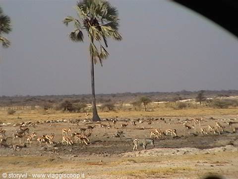 Zebras and wildebeests grazing on dry savanna beneath a lone palm