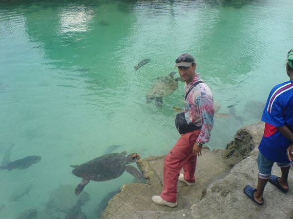 Tourist beside sea turtles in turquoise water from a rocky ledge