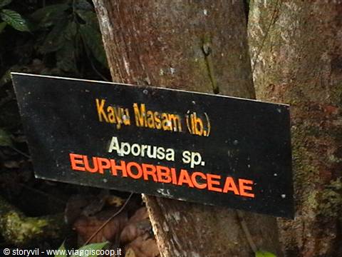 Black sign on a tree trunk labels Kayu Masam, Aporusa sp., Euphorbiaceae