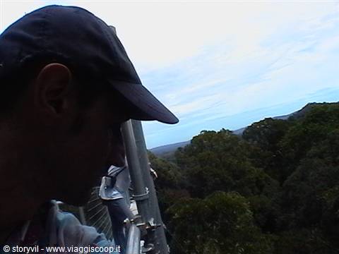 Man in blue cap on metal platform above dense green forest