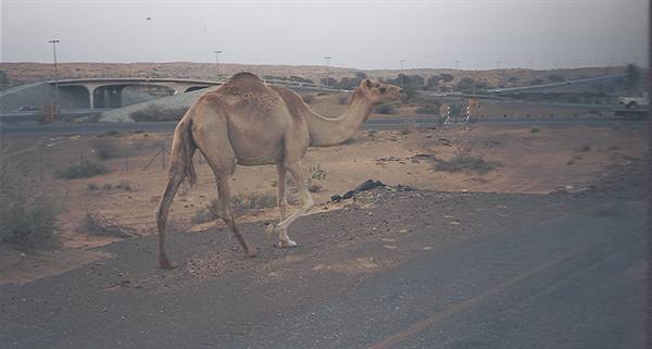 Lone camel crossing an asphalt desert road, grey sky and highway overpass behind
