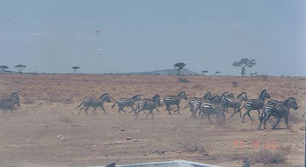 Herd of zebras running across dry savanna with scattered acacia trees