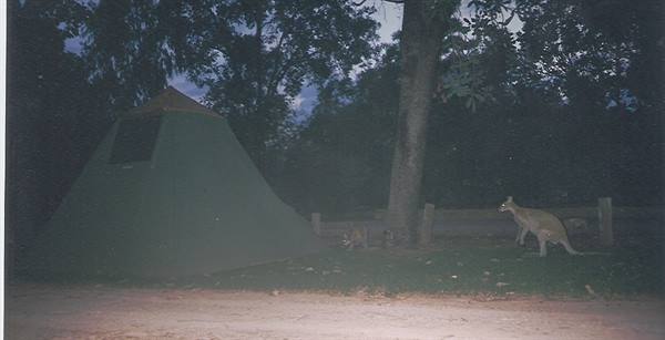 A kangaroo beside the green tent at the campground at dusk