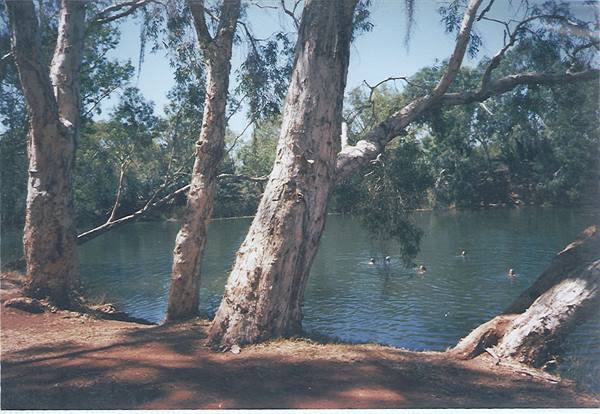 Swimmers in green river water beneath white-barked gum trees