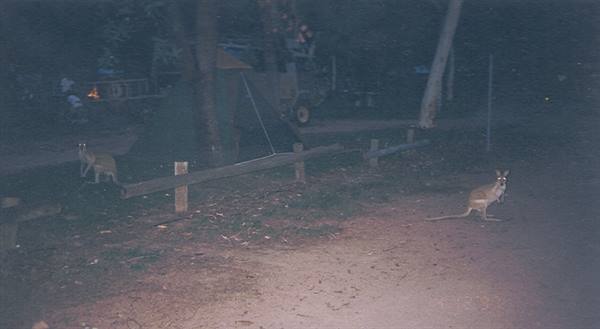 Kangaroos at night near tents and trees in the campsite