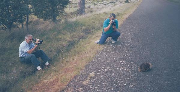 Two photographers crouch on the roadside photographing an echidna