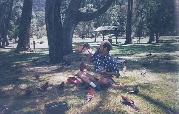Man sitting on grass feeding crimson parrots near a picnic shelter