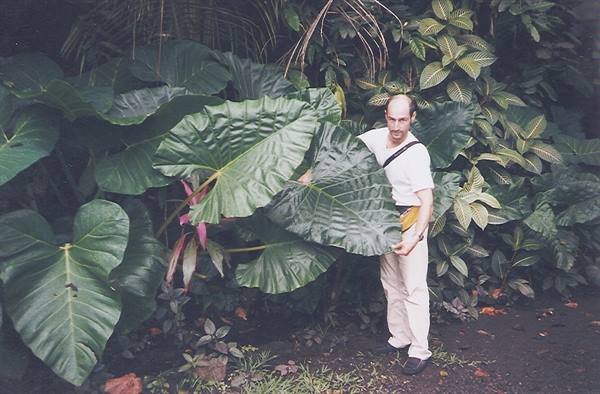 Man in white shirt holding a giant tropical leaf in a shady garden
