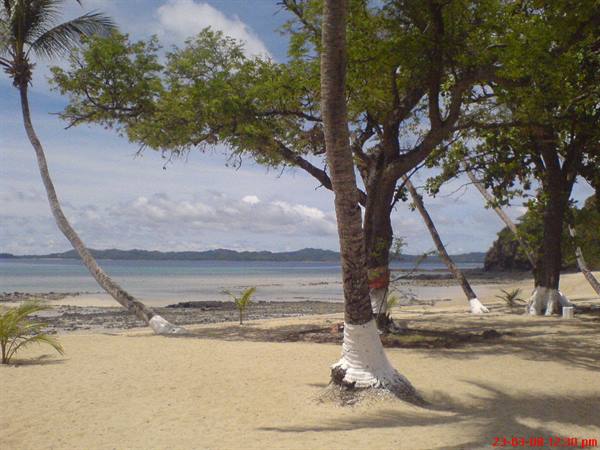Whitewashed palm trunks on sand, low tide sea and distant islets