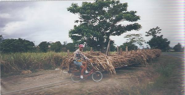 Cyclist in red hat beside sugarcane loaded on rail cart