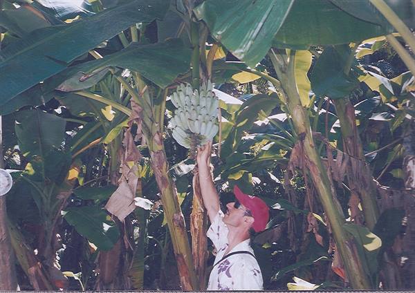Man in red cap touching a green banana bunch among banana trees