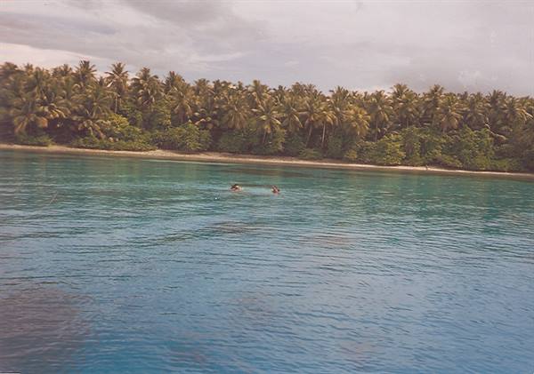 Swimmers in turquoise water in front of a dense palm-lined beach