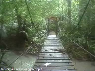 Wooden rope suspension bridge crossing through dense green jungle