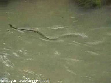 Dark snake swimming across murky green water in a wavy line