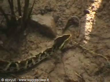 Dark-patterned snake slithering on wet mud among reeds, low light