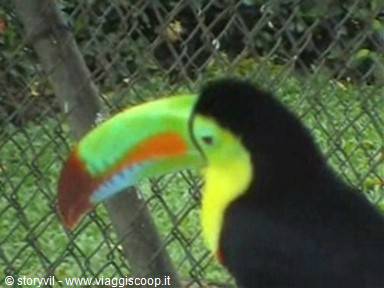 Keel-billed toucan with green and orange beak behind wire fence