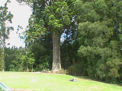 1000-year-old giant tree