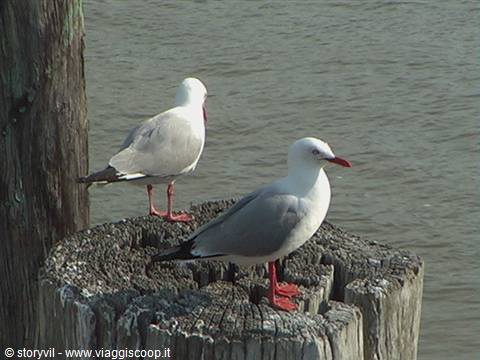 Two red-billed gulls perched on a wooden post near the water