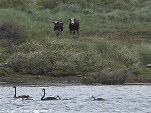 cows and swans