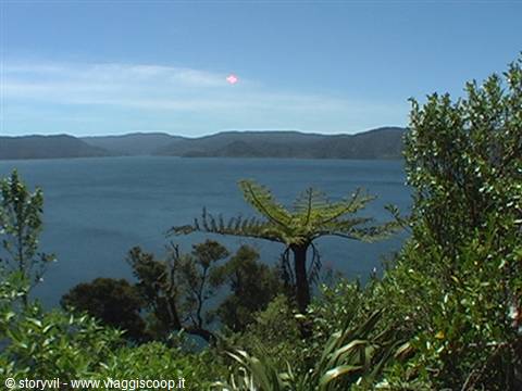 Tree fern overlooking a blue bay, green hills on the horizon, midday light