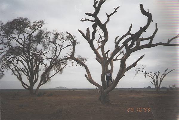 Man climbing a bare tree in dry plain, overcast grey sky
