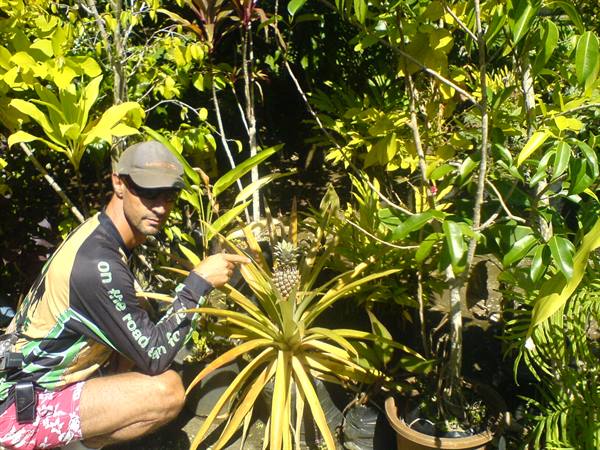 the pineapple plant at our hotel