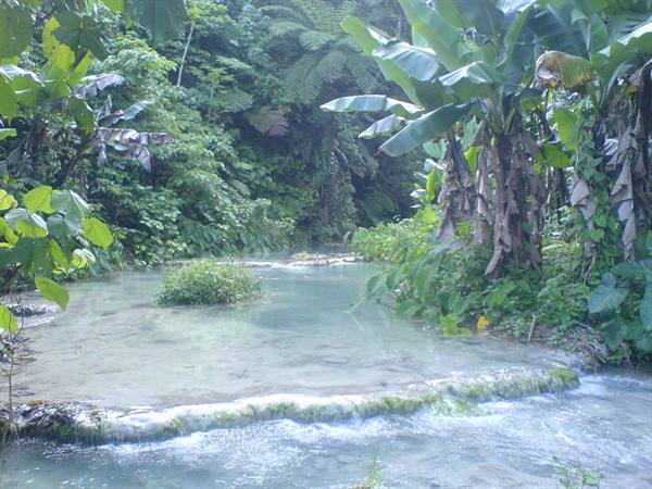 Tropical river with green algae and banana trees in dense forest