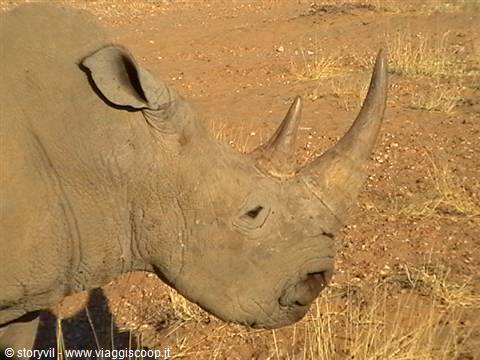 Two-horned rhino standing on dry reddish soil in bright daylight