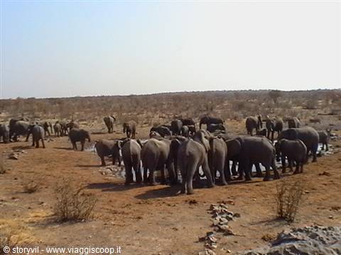 Herd of elephants gathered around a waterhole in Etosha savanna