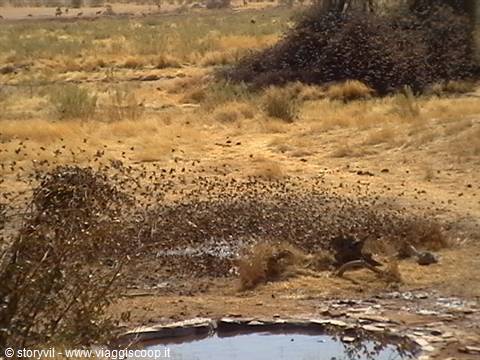 thousands of little birds at the waterhole at Obathere lodge