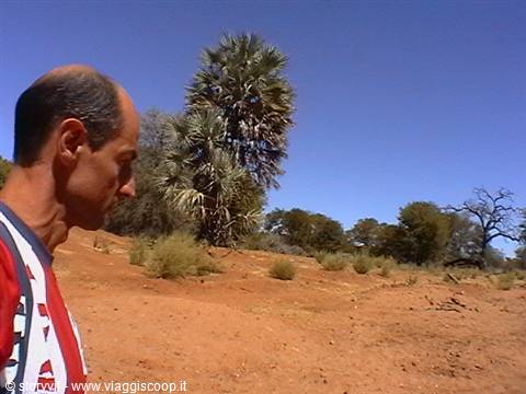 Man in profile amid red sand and fan palm under blue sky