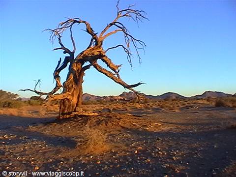 Gnarled dead tree in stony desert, golden light on distant hills