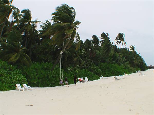 White sand beach with wind-blown palms, rope swing and sun loungers