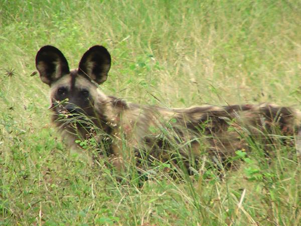 African wild dog with large ears resting in tall grass