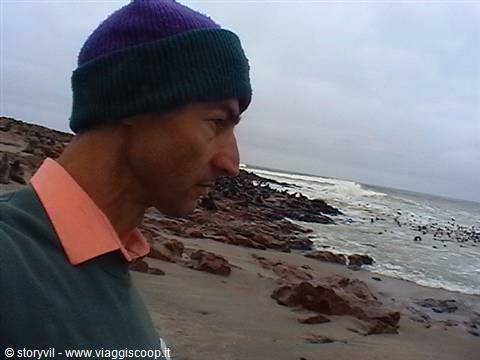 seals of Cape Cross