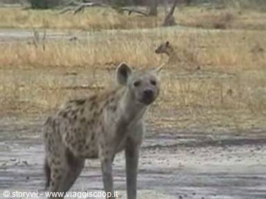 Spotted hyena looks at the camera among dry grass and sandy ground