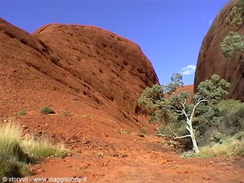 Red rock domes of Kata Tjuta with eucalyptus tree in sunny gorge