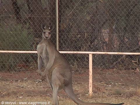 Kangaroo standing next to a wire fence, dry ground and bare trees