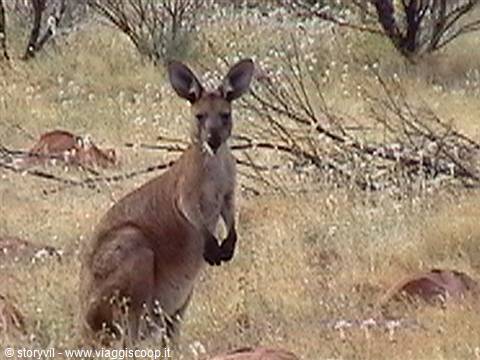 Red kangaroo standing among dry grass and bare branches, Australian bush