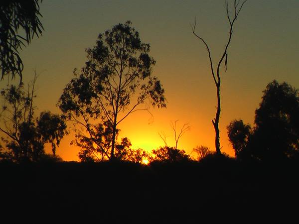 Eucalyptus trees silhouetted against orange sky, low sun on the horizon