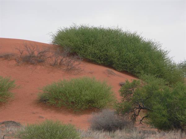 Green bushes on red sand dune, grey sky