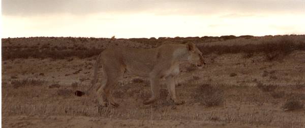 Lioness walking among scattered shrubs in arid savanna under overcast sky