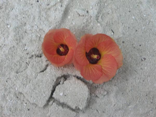 Two orange hibiscus flowers lying on white beach sand