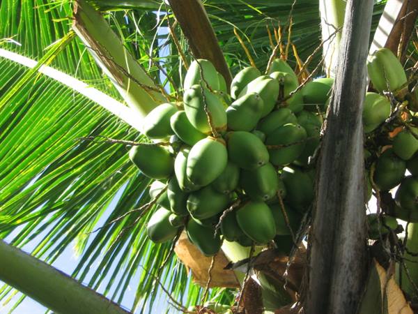 Cluster of green coconuts on the palm, among sunlit fronds