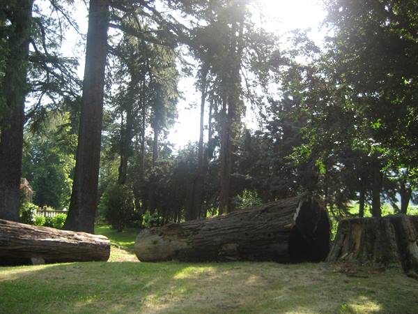 Fallen sequoia trunks lying on grass beneath tall trees