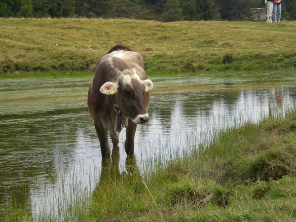 Brown cow with bell standing in a green pond