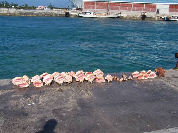 Pink conch shells for sale on concrete pier, turquoise sea and boat behind