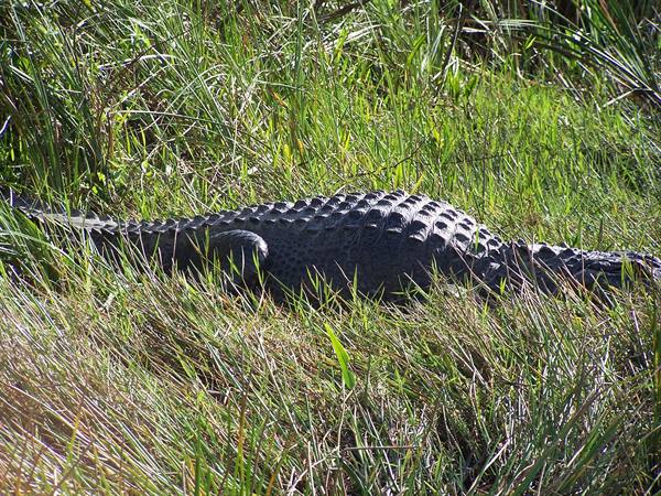 Alligator hiding in tall swamp grass, armored scales in sunlight