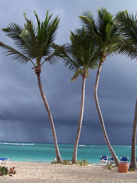 Four leaning palm trees on pale sand before turquoise sea under stormy sky
